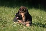 BERGER ALLEMAND 1245